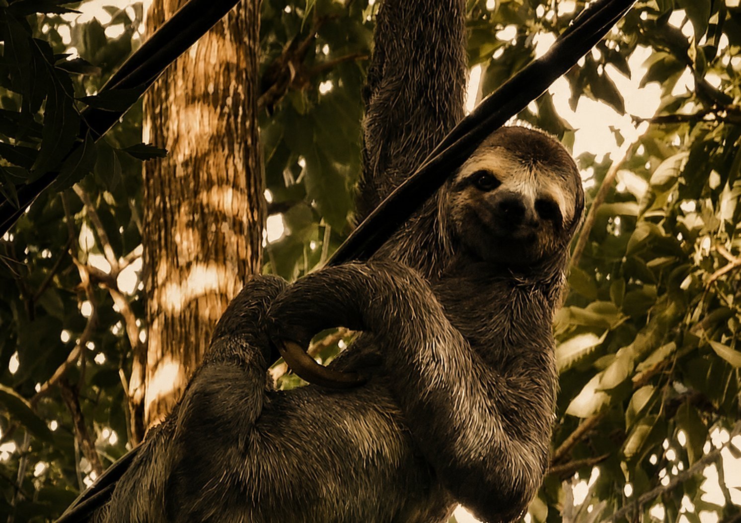 Fauna y flora de Bahía Rada