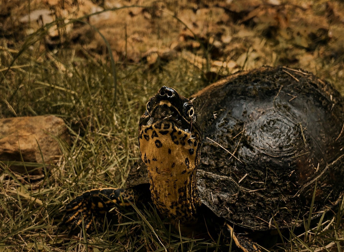 Fauna y flora de Bahía Rada