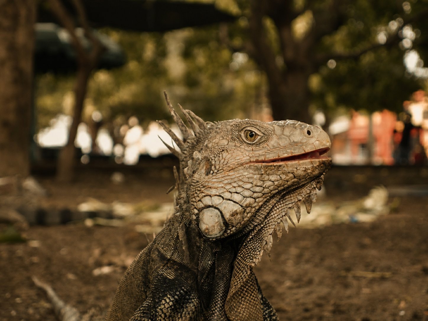Fauna y flora de Bahía Rada