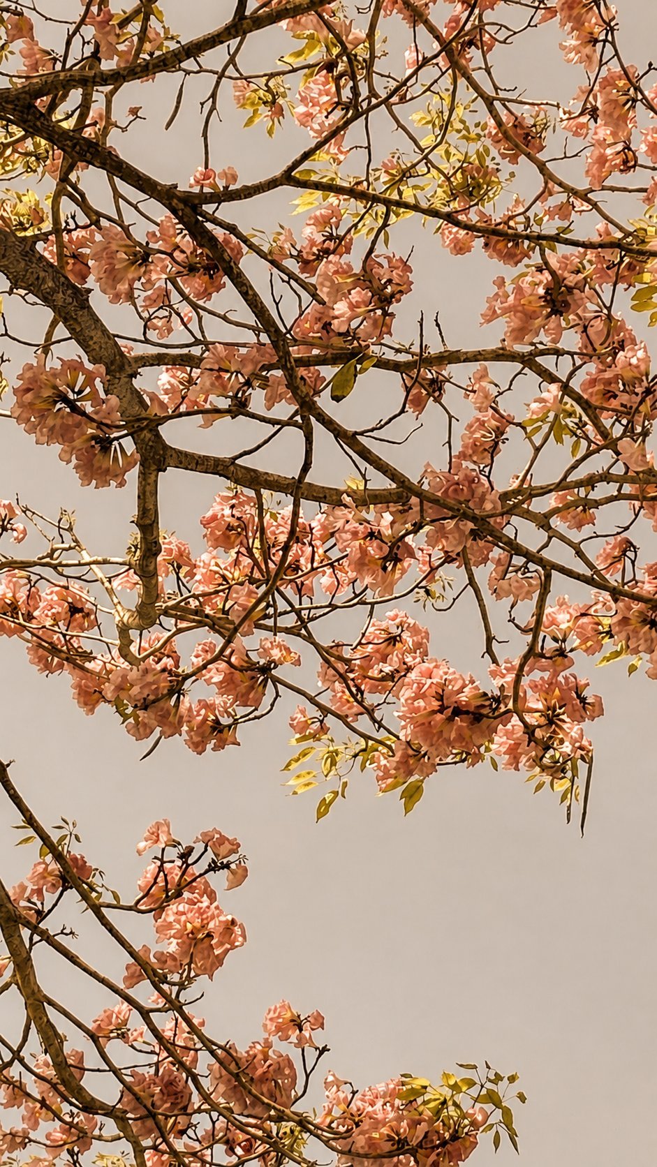 Fauna y flora de Bahía Rada